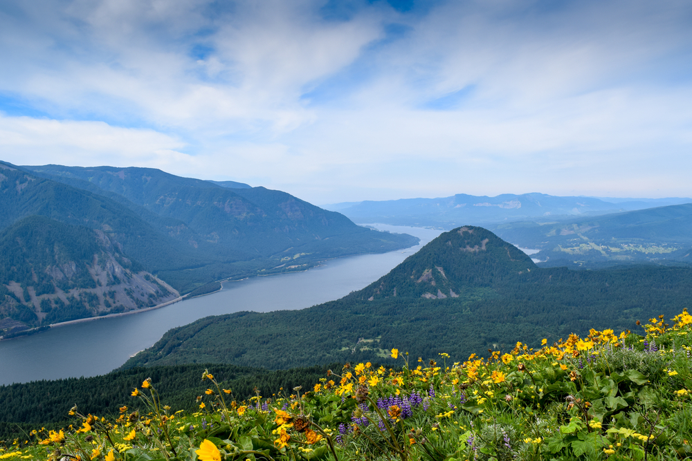 View from Dog Mountain, Skamania County, Washington