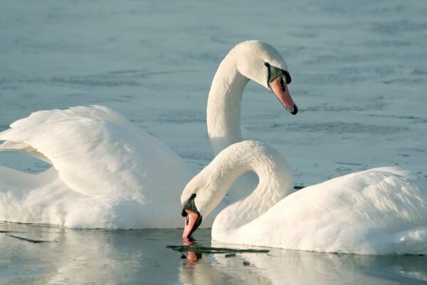 Tundra swan at national wildlife refuge