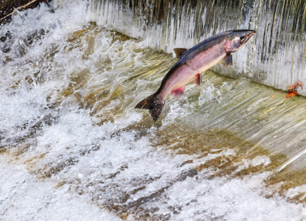 Salmon going up fish ladder at fish hatchery