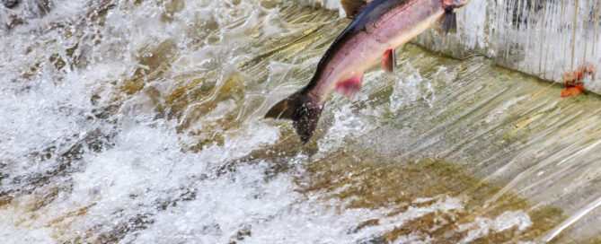 Salmon going up fish ladder at fish hatchery