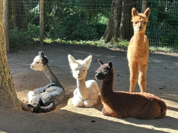 Cedar Creek alpacas in Cook, Washington