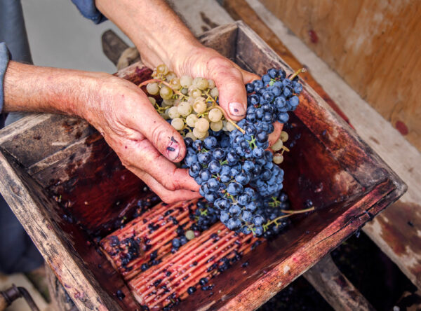 Winery in Columbia Gorge crushing grapes