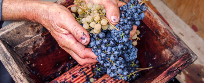 Winery in Columbia Gorge crushing grapes