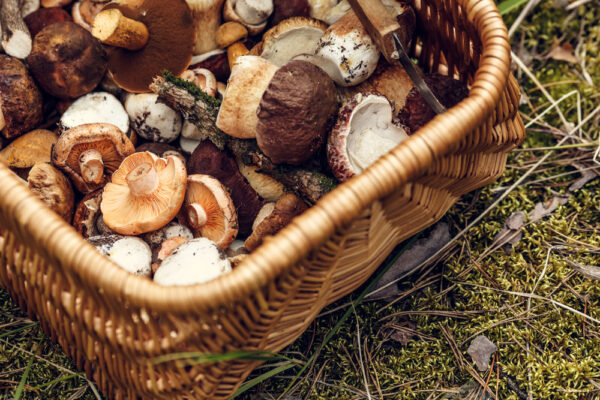 Mushroom foraging in Skamania County