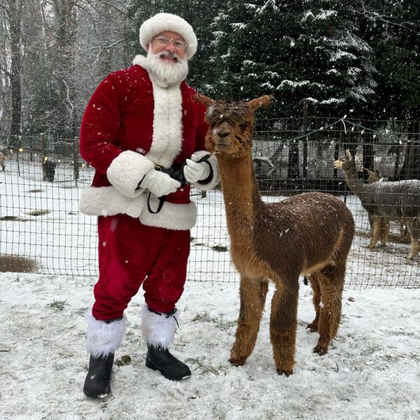 Santa Claus and an alpaca at Christmas in the Gorge