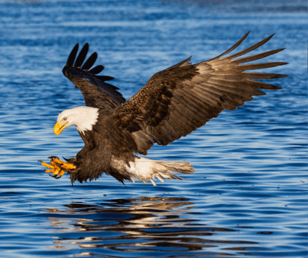 Bald Eagle hunting on Columbia River near Stevenson, Washington
