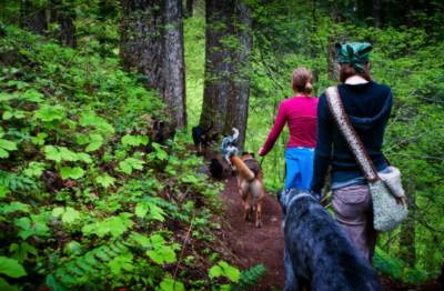 Forest hikes in Skamania County