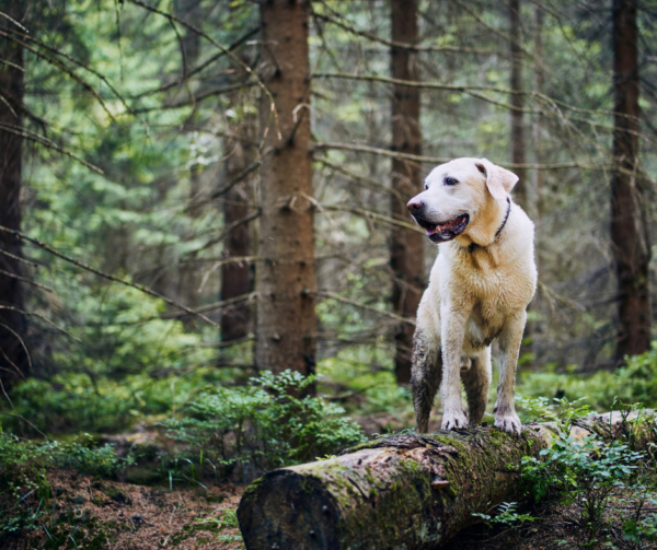 Retriever on hiking trail in Skamania County, Washington