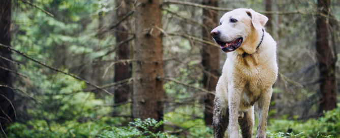 Retriever on hiking trail in Skamania County, Washington